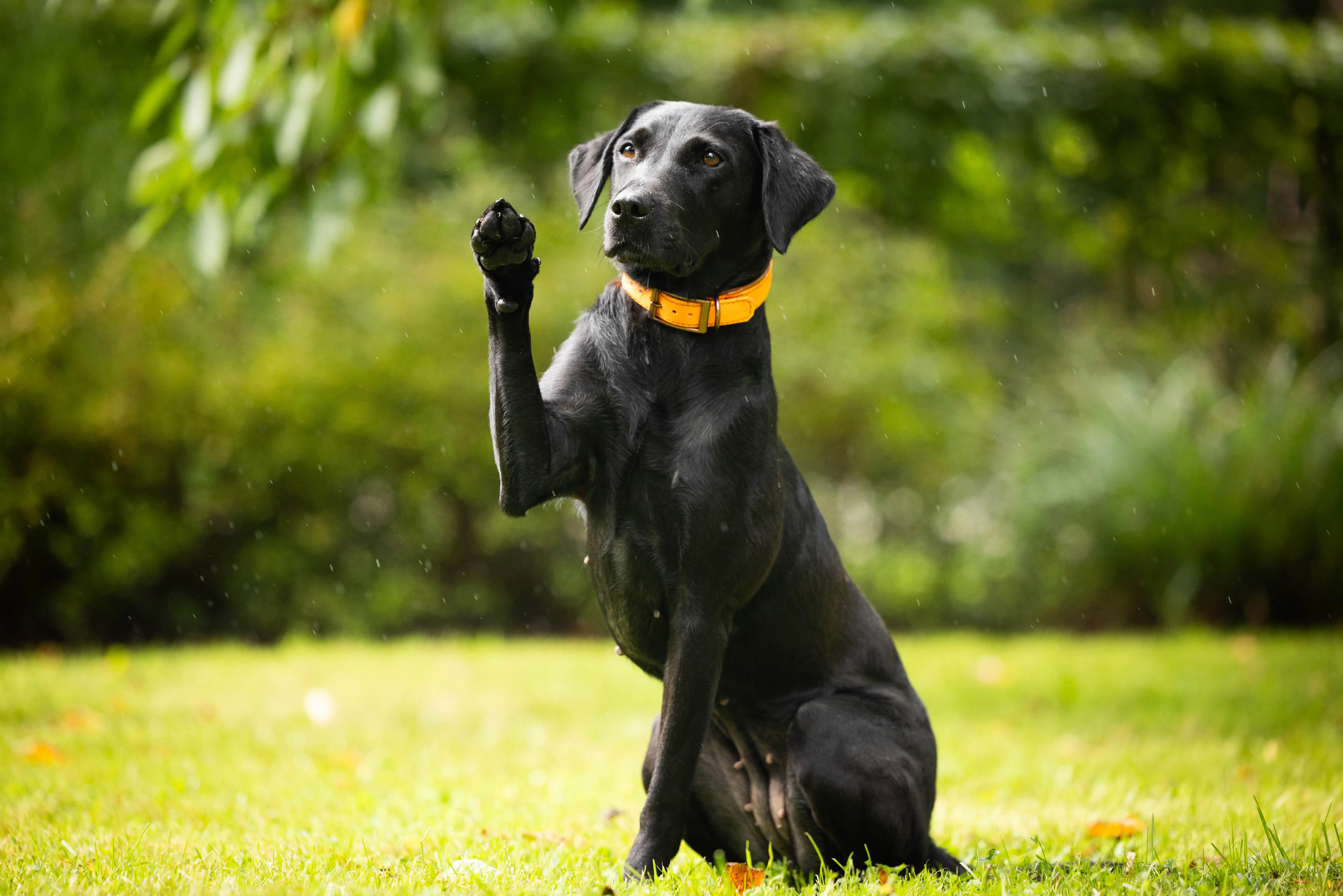 Biothane & Leather Collar with Buckle